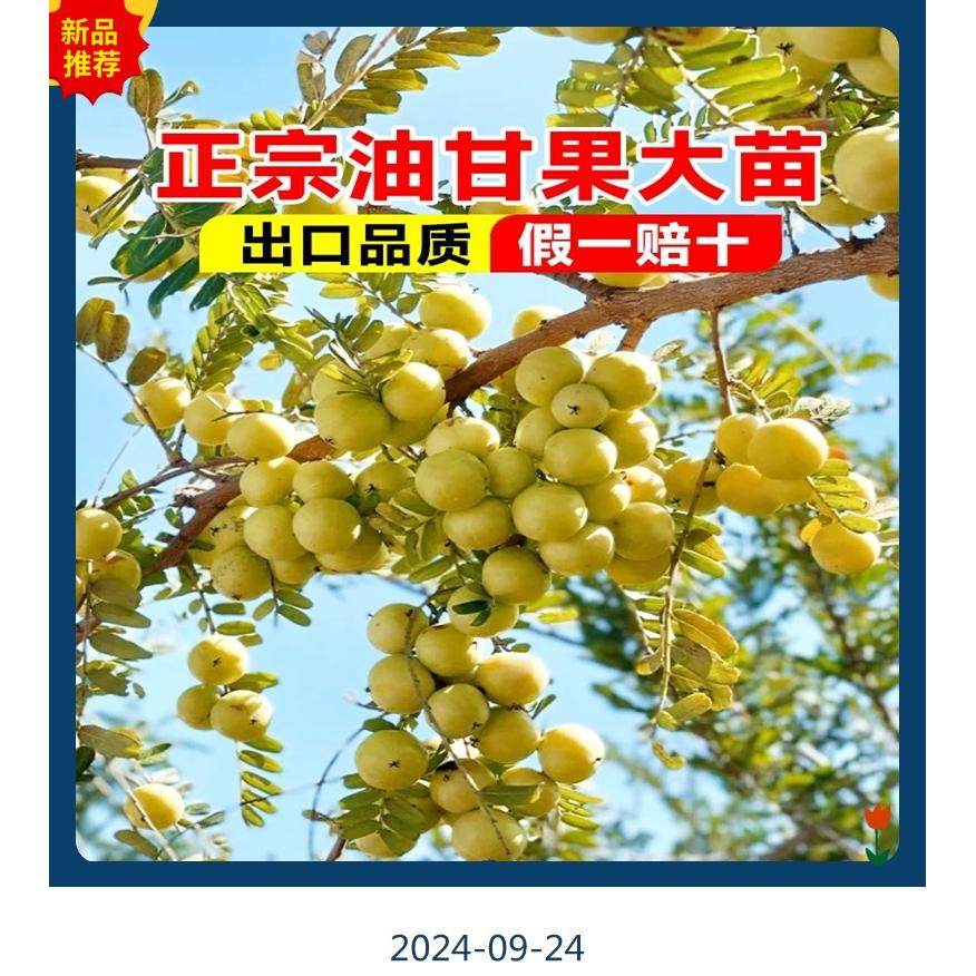 广东正宗嫁接高产甜种油甘果苗四季结果南方盆栽果苗柿饼甜余甘苗,淘宝优惠券,粉丝福利购,淘宝优惠卷