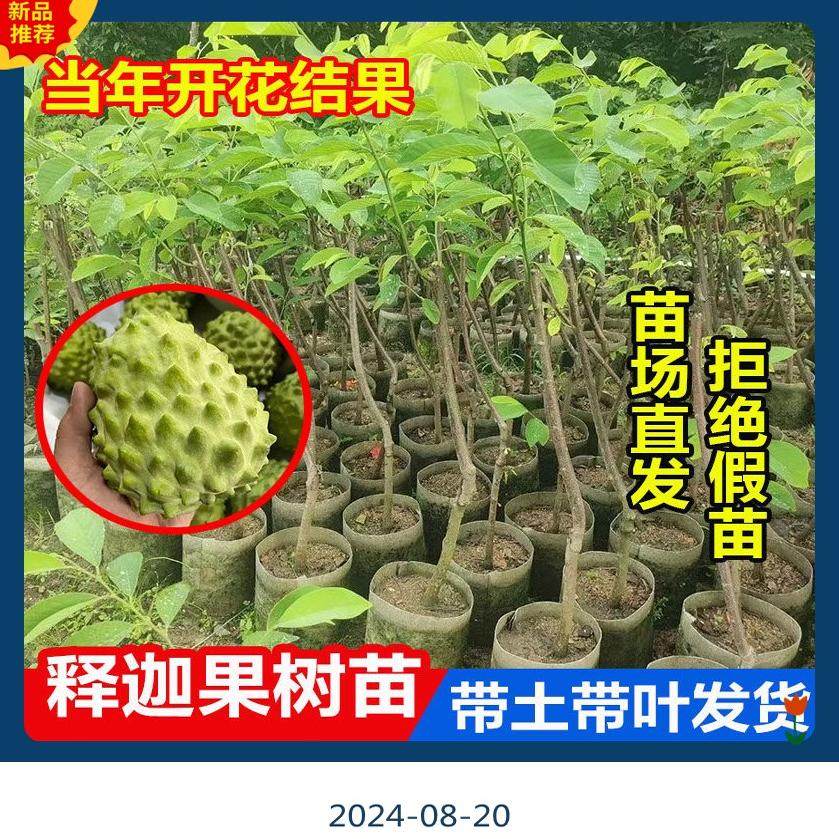 广东发货正宗大果台湾凤梨释迦果树苗南方嫁接高产番荔枝果苗树苗,淘宝优惠券,粉丝福利购,淘宝优惠卷