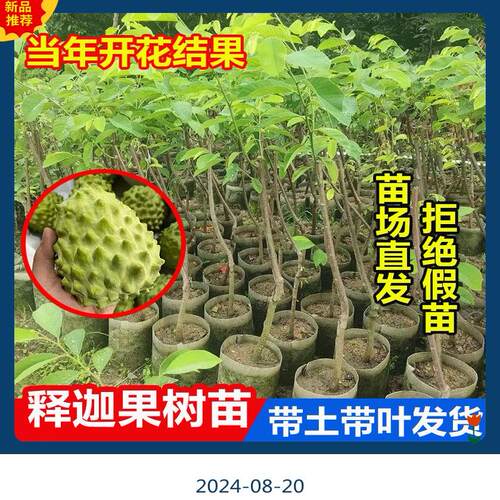 广东发货正宗大果台湾凤梨释迦果树苗南方嫁接高产番荔枝果苗树苗 - 图3