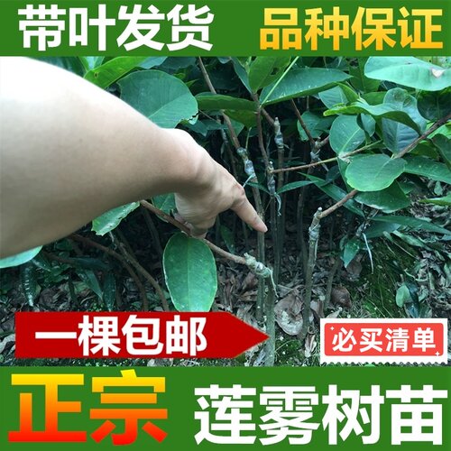 嫁接莲雾果树苗大果高产黑金刚莲雾苗南方北方庭院种植大叶红莲雾 - 图3