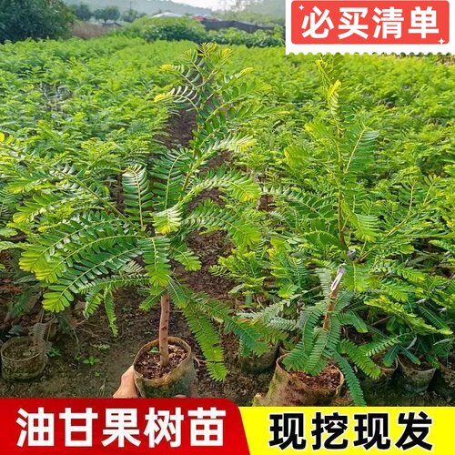 广东正宗嫁接甜种油甘果树苗余甘子果苗大果高产柿饼油甘果苗原杯 - 图2