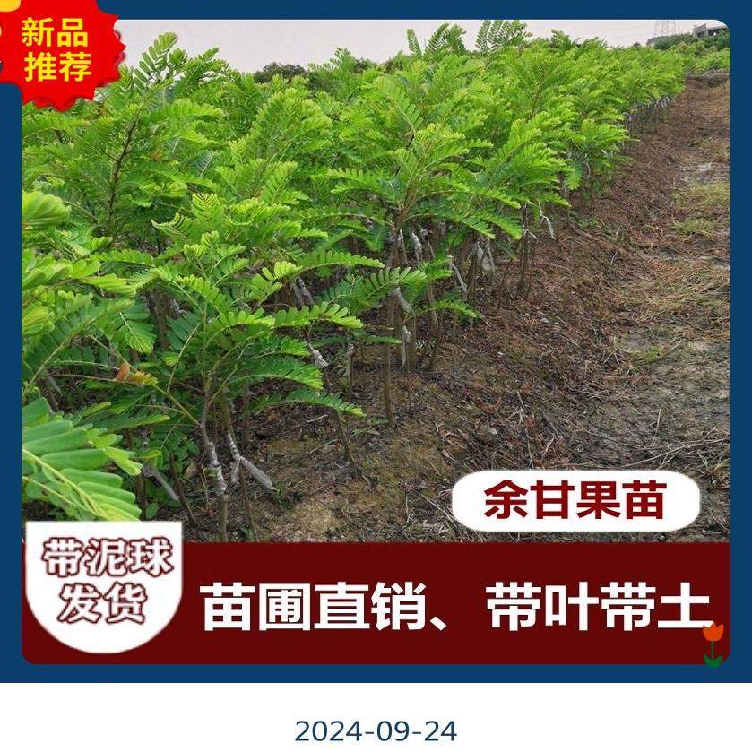 广东正宗嫁接高产甜种油甘果苗四季结果南方盆栽果苗柿饼甜余甘苗,淘宝优惠券,粉丝福利购,淘宝优惠卷