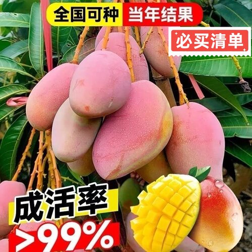 正宗芒果树苗贵妃芒果苗南方北方庭院阳台种植嫁接苗金焕芒果树苗 - 图2