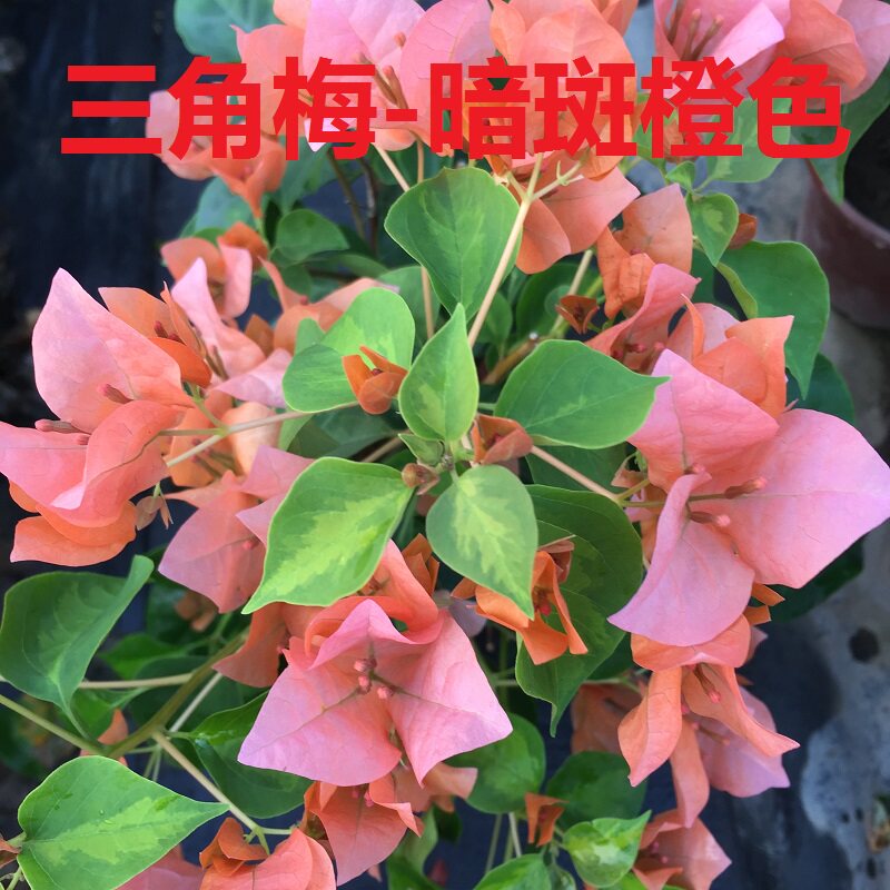 勤花暗斑夕阳红三角梅盆栽梅花盆景爬藤植物冬季四季开花新款包邮,淘宝优惠券,粉丝福利购,淘宝优惠卷