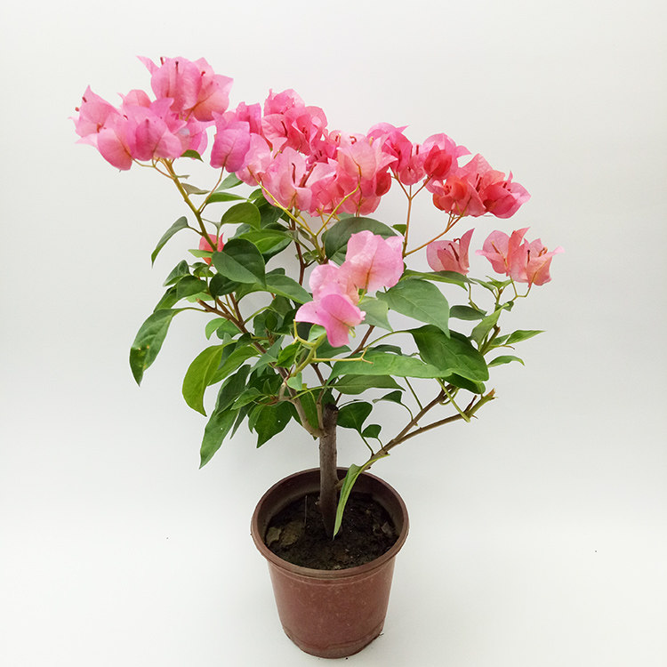 勤花暗斑夕阳红三角梅盆栽梅花盆景爬藤植物冬季四季开花新款包邮,淘宝优惠券,粉丝福利购,淘宝优惠卷