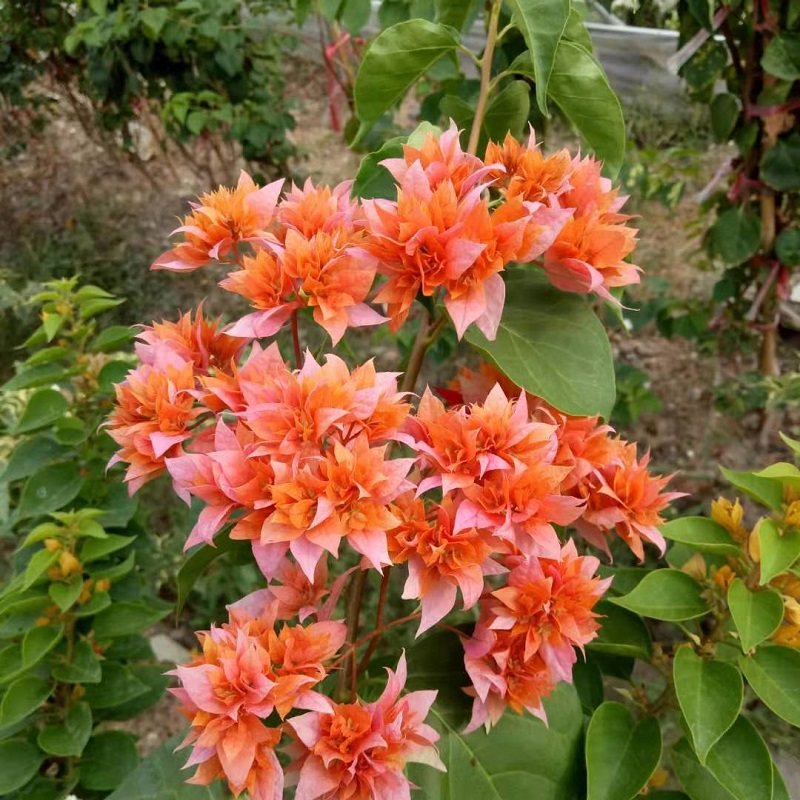 三角梅重瓣类重瓣红重瓣黄重瓣粉重瓣橙重瓣怡锦重瓣枣红斑重瓣粉,淘宝优惠券,粉丝福利购,淘宝优惠卷