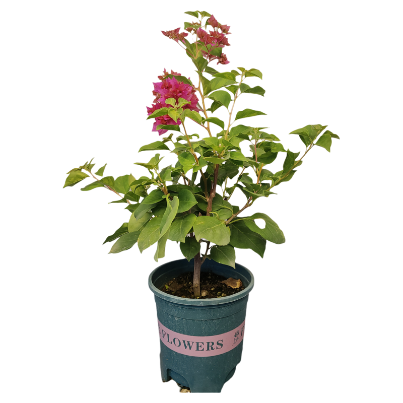 三角梅重瓣类重瓣红重瓣黄重瓣粉重瓣橙重瓣怡锦重瓣枣红斑重瓣粉,淘宝优惠券,粉丝福利购,淘宝优惠卷