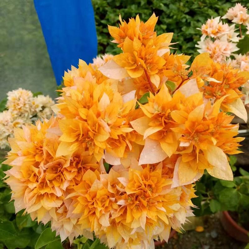 三角梅重瓣类重瓣红重瓣黄重瓣粉重瓣橙重瓣怡锦重瓣枣红斑重瓣粉,淘宝优惠券,粉丝福利购,淘宝优惠卷