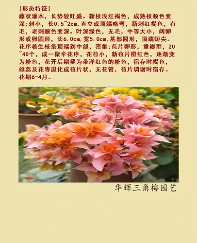 勤花重瓣橙三角梅盆栽带花梅花盆景爬藤植物冬季四季开花新款包邮 - 图2