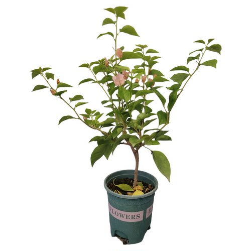 勤花波伊斯玫瑰三角梅爬藤植物盆栽带花盆客厅庭院四季开花包邮 - 图3