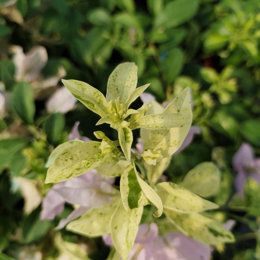 冰斑美人新品三角梅苗扦插苗鲜花爬藤盆栽植物阳台种植四季开花,淘宝优惠券,粉丝福利购,淘宝优惠卷