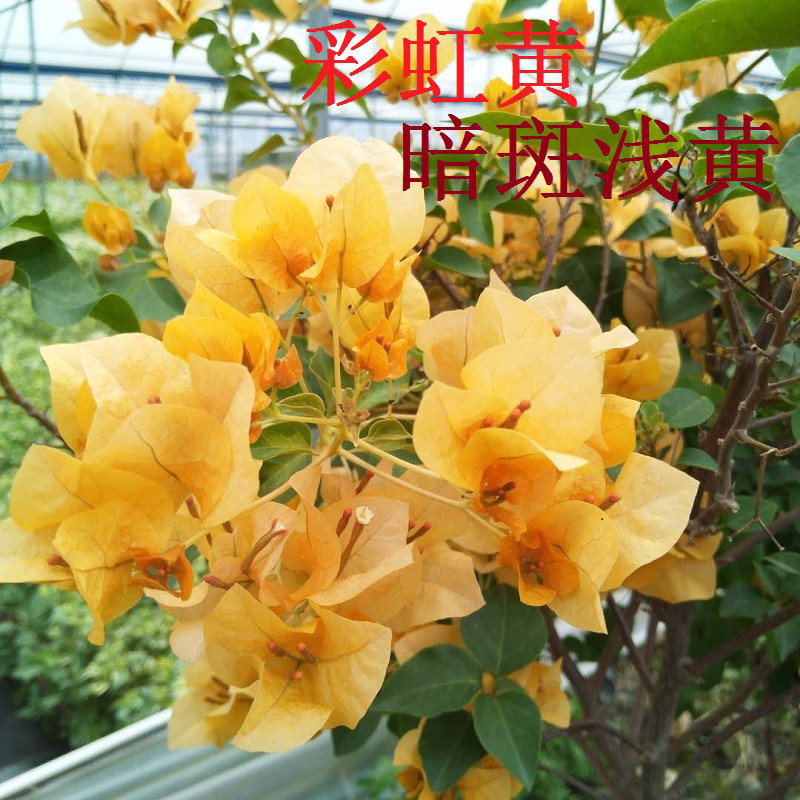 勤花加州黄金三角梅爬藤植物盆栽带花盆客厅庭院四季开花新款包邮,淘宝优惠券,粉丝福利购,淘宝优惠卷