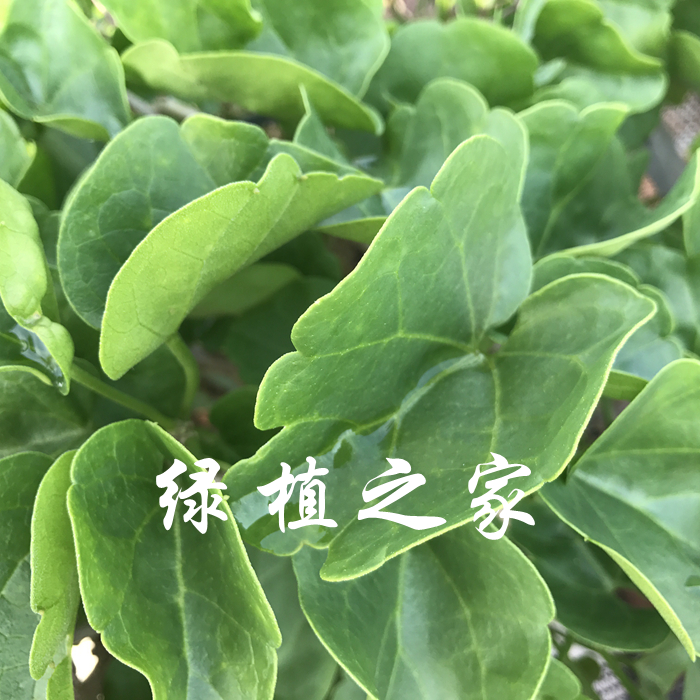 多肉植物 办公绿植 块根 锦叶番红种子  阳台植物 爬藤  随机发货