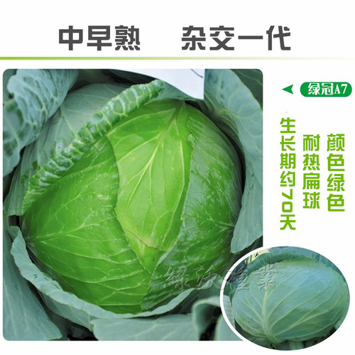 绿冠甘蓝种籽包菜色绿耐裂春秋蔬菜种子包心菜孑口感水果卷心菜籽 - 图0