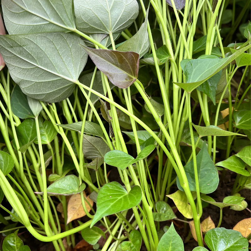 哈密红薯苗种冰糖心红薯秧苗地瓜种植种子粉甜山芋叶苗包邮100颗-图1