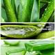 Peeling Gel Exfoliating Aloe Vera face exfoliator去角质凝露