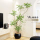 Celebrities’ same model of simulated green plant Nandina bamboo