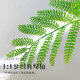 Simulated green plant jacaranda