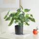 Living room ornaments potted plants simulated plant bonsai