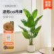 Simulated green plant bird of paradise