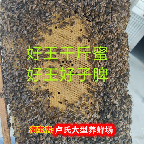 蜜蜂活群中蜂蜂群带王群蜂带王双色蜂群笼蜂土蜂群箱蜂群蜂王包邮 - 图0