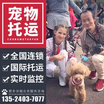 Shanghai International Pet Consignment Service Nationwide Airlift Pets Sent Consignment Proof Procedures Charge D Affaires Entry Customs Clearance