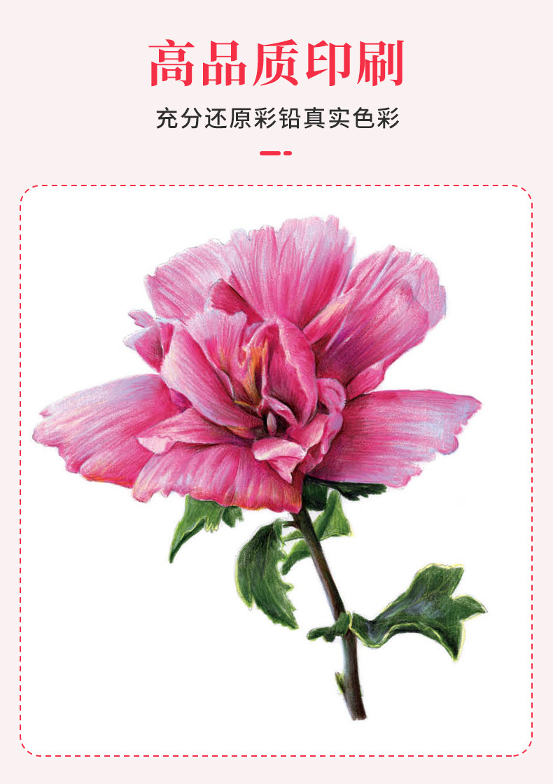 彩铅花卉基础教程一本通 2022一线绘画入门书籍教学彩色铅笔临摹零基础初学者临摹画线稿素描技法书超写实自学手绘本教材美术画册