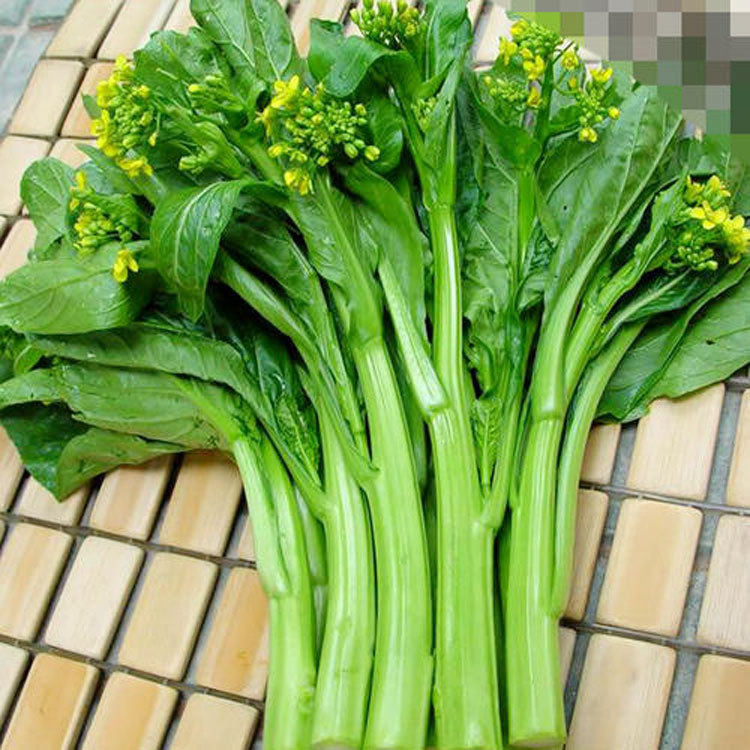 广东四季四九菜心种子种籽孑菜苔甜菜心菜种盆栽秋季菜籽