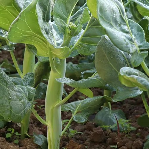 广东芥兰种子四季紫梗香芥蓝潮汕鸡腿中花甜芥蓝家庭种植蔬菜种孑 - 图1