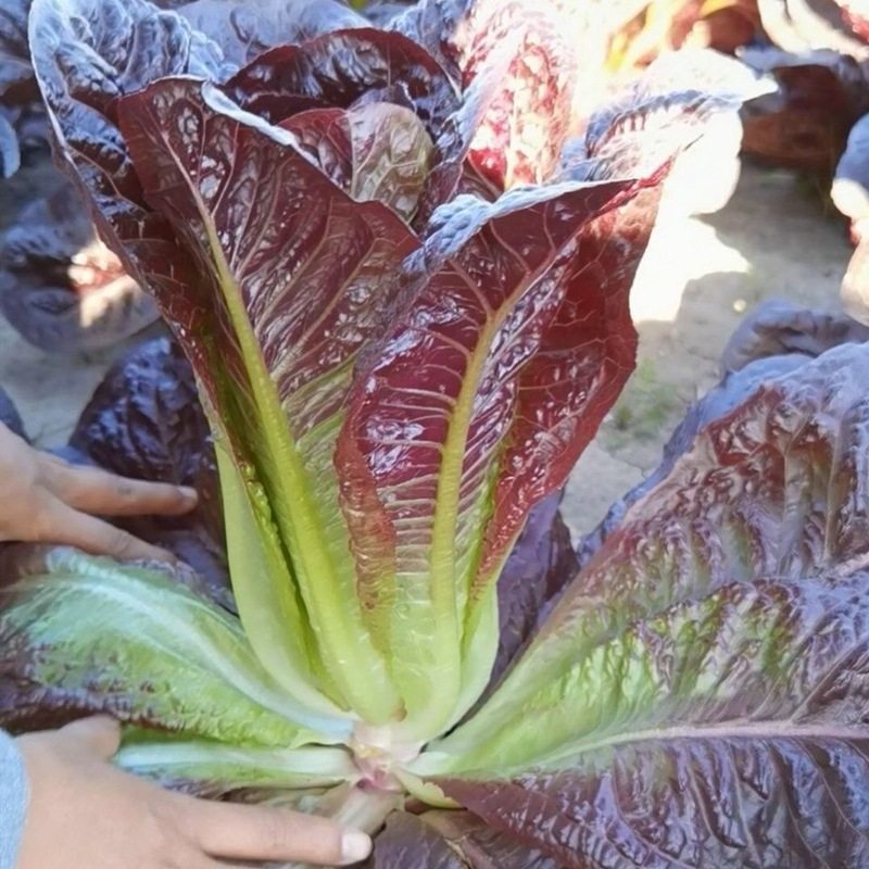 奶油紫孔雀生菜种子香麦菜春季秋季菜园阳台盆栽蔬菜种子紫生菜籽,淘宝优惠券,粉丝福利购,淘宝优惠卷