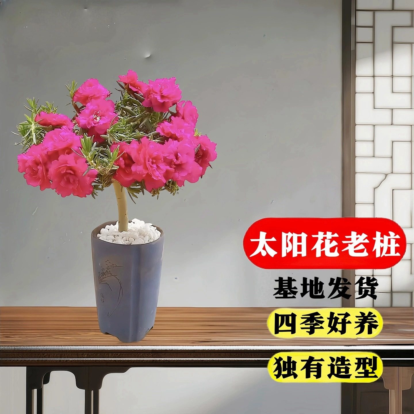 玫红紫重瓣太阳花老桩盆栽庭院阳台易养活四季花植物太阳花苗带根,淘宝优惠券,粉丝福利购,淘宝优惠卷