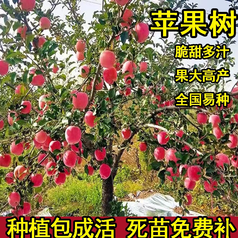 苹果树苗盆栽南方北方种植地栽冰糖心苹果苗活苗矮化果树当年结果