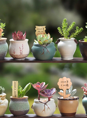 竹子园艺插牌多肉植物标签插泥土竹牌竹片景观标识牌配笔外贸T型