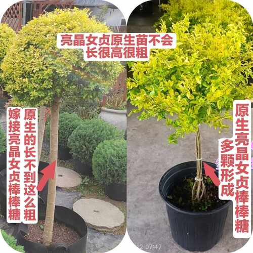 亮晶女贞亮金女贞球柠檬之光庭院绿化耐热耐寒多年生花镜造景植物 - 图3