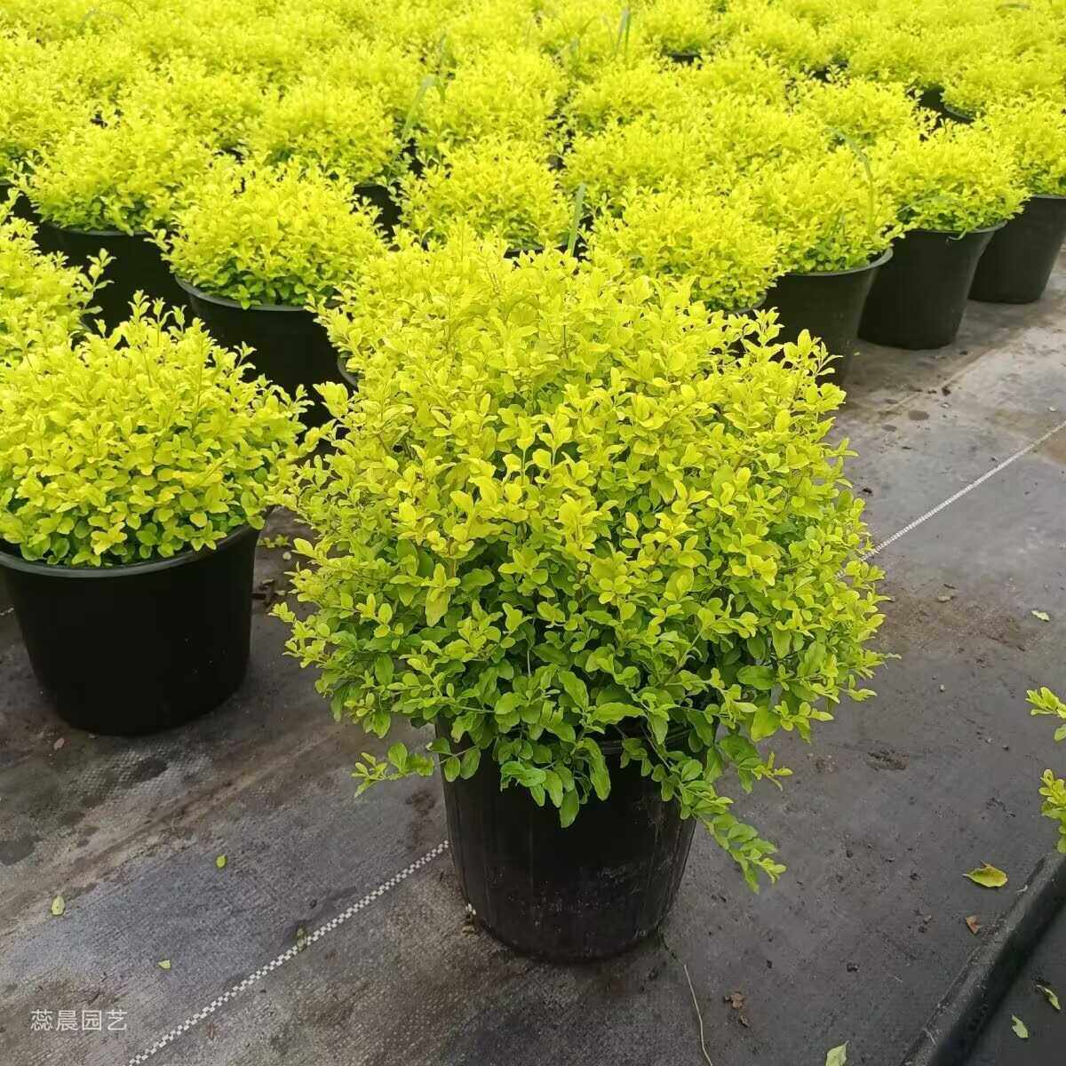亮晶女贞亮金女贞球柠檬之光庭院绿化耐热耐寒多年生花镜造景植物,淘宝优惠券,粉丝福利购,淘宝优惠卷