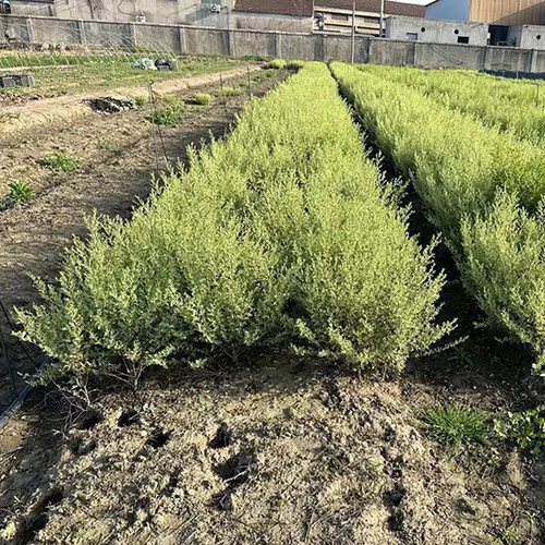 银姬小蜡树苗球彩叶灌木庭院花园绿化色块耐寒花镜植物花叶女贞苗 - 图3
