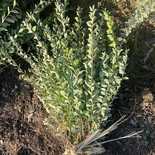 银姬小蜡树苗球彩叶灌木庭院花园绿化色块耐寒花镜植物花叶女贞苗 - 图0