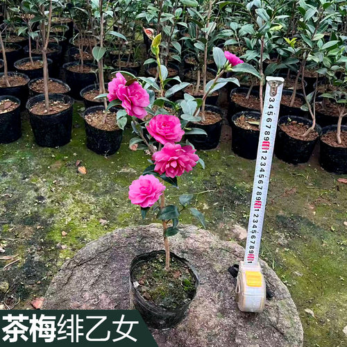 茶梅树苗品种财神 丹玉 昭和茶梅花苗四季绿植物盆景花卉茶梅盆栽 - 图1