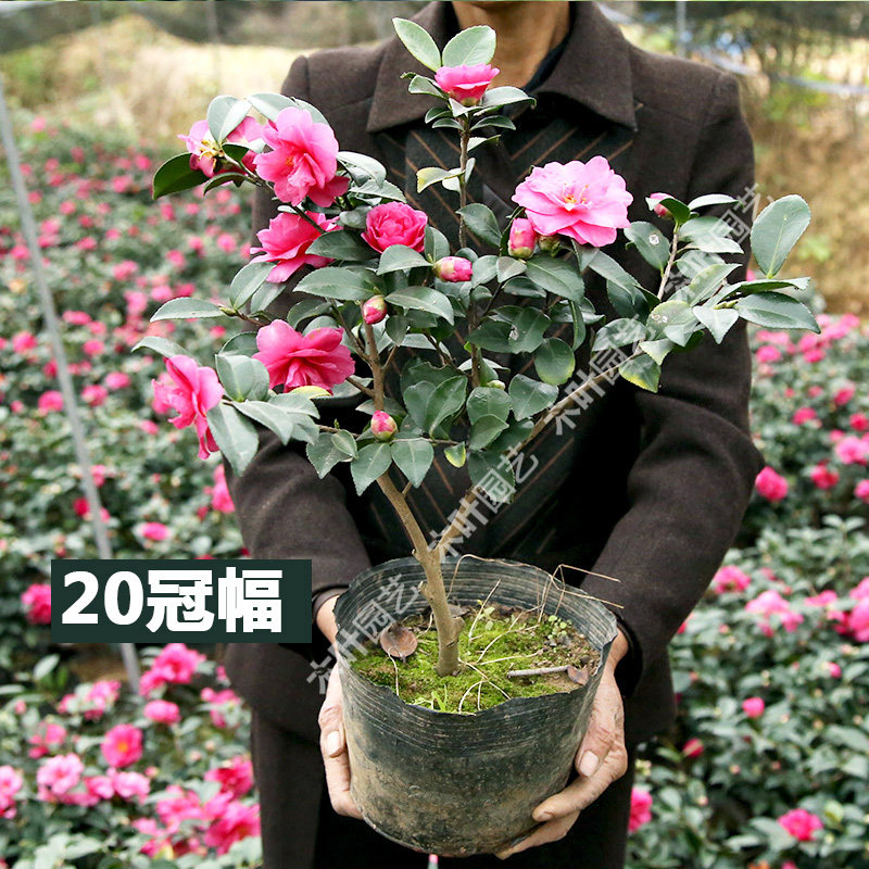 小玫瑰茶梅 山茶花树小苗品种盆栽花卉好养四季绿植物室外种庭院,淘宝优惠券,粉丝福利购,淘宝优惠卷