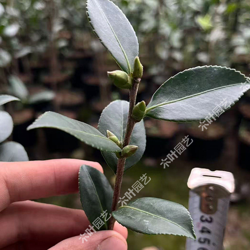天女舞茶梅 山茶树小苗绿植盆栽原盆土名贵庭院室内外四季常绿,淘宝优惠券,粉丝福利购,淘宝优惠卷