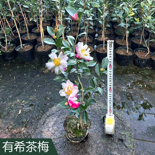 茶梅树苗品种财神 丹玉 昭和茶梅花苗四季绿植物盆景花卉茶梅盆栽 - 图0