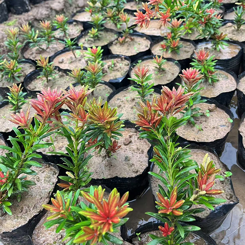 小红帽红宝石罗汉松树苗原生扦插杯苗绿植造型金彩松盆栽名贵树苗 - 图1