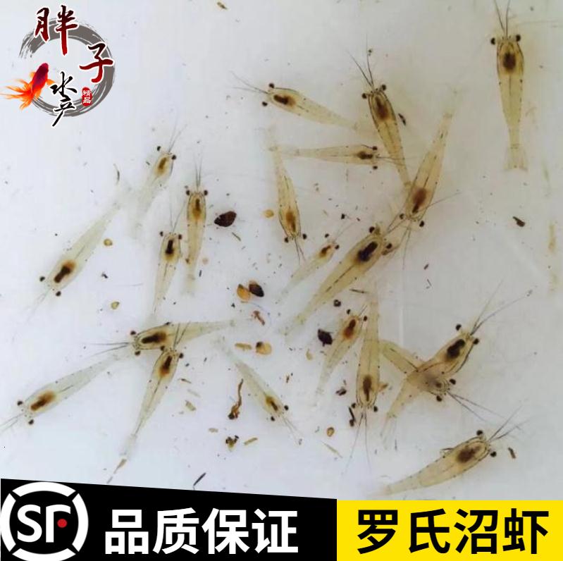 罗氏沼虾苗罗氏虾苗大头虾苗淡水虾苗青虾苗长臂虾河虾苗养殖食用 - 图0