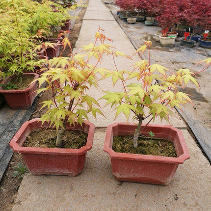 日本红枫盆景中国红枫三季红原生红舞姬盆栽老桩室内阳台庭院植物_虎窝淘