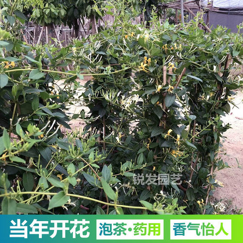 金银花树苗爬藤可食用泡茶药用阳台庭院绿植四季常青 - 图0