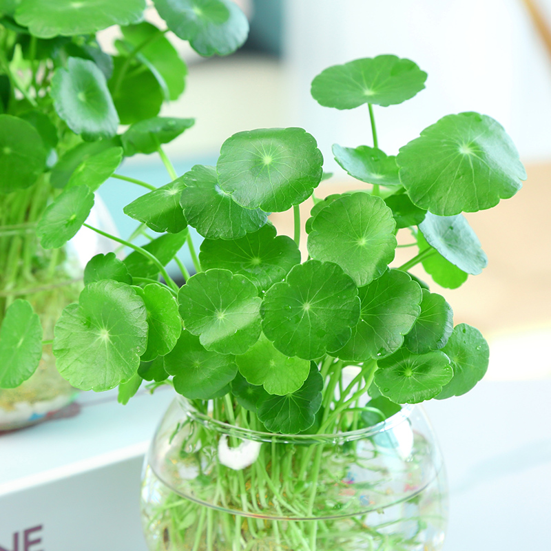 水培植物铜钱草套装 水养绿植金钱草室内花卉桌面迷你小盆栽四季