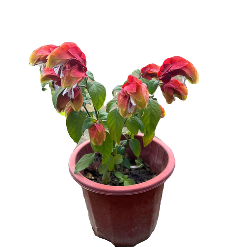 红虾花盆栽 虾衣花 红虾衣花 虾夷花 黄虾花 虾衣草 麒麟吐珠花卉 - 图3