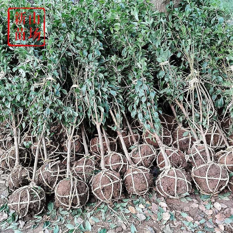 李子小树蜂糖李槜李黄金奈李嵊州桃形李树苗嫁接多年带土球,淘宝优惠券,粉丝福利购,淘宝优惠卷