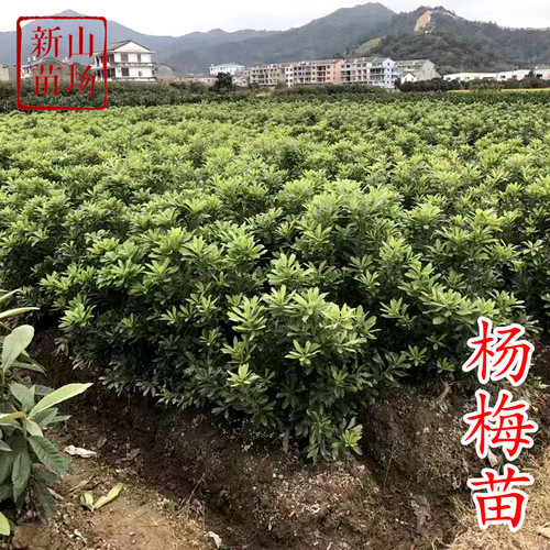 仙居东魁杨梅苗荸荠杨梅树苗包邮南方种嫁接苗当年结果仙居特大四 - 图2
