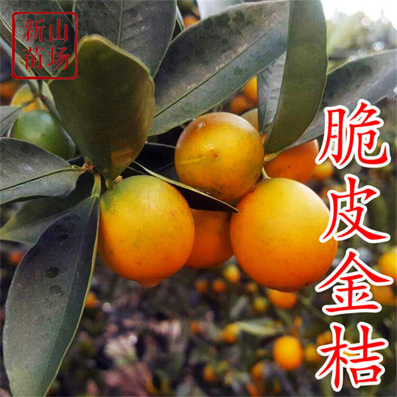 脆皮金桔树苗 二代阳台家庭盆栽带土滑皮金桔金柑带果食用小桔,淘宝优惠券,粉丝福利购,淘宝优惠卷